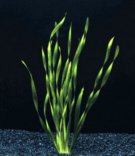 Vallisneria asiatica Var. Biwaensis